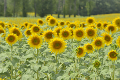 Agrosystème - champ de Tournesols
